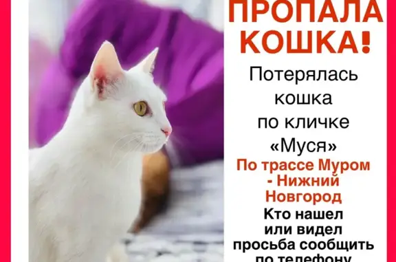 Пропала кошка, Муром, Владимирская область, Муром — чисто-белая, с жёлтыми глазами - photo