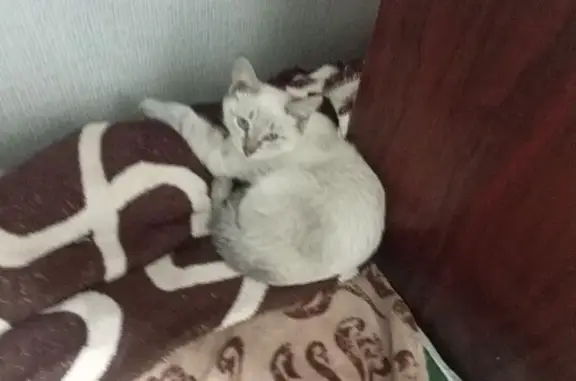 Пропала кошка, улица Маяковского, 13, Елабуга — голубые глаза, почти чёрный хвост, серый окрас - photo