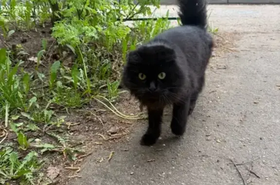 Найденные животные Электроизолятор, фото: Найдена кошка, 21, Электроизолятор — чёрная вислоухая, с жёлтыми глазами