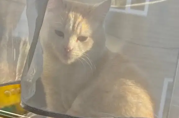 Пропала кошка, Пролетарская площадь, 1, Городец — котёнок может пугаться, бежевый ошейник - photo