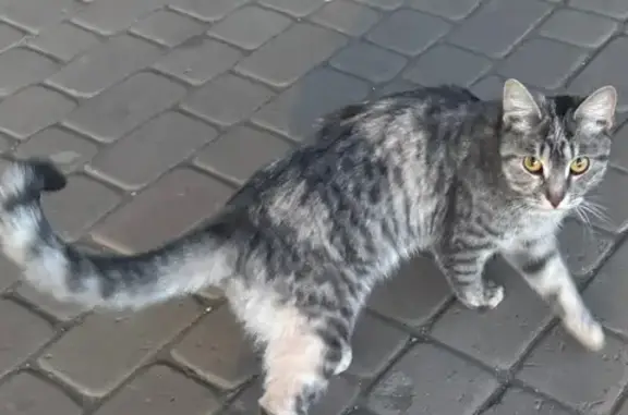 Найденные животные Орск, фото: Найдена кошка, улица Васнецова, 16, Орск — очень ручная, серый окрас с пятнышками