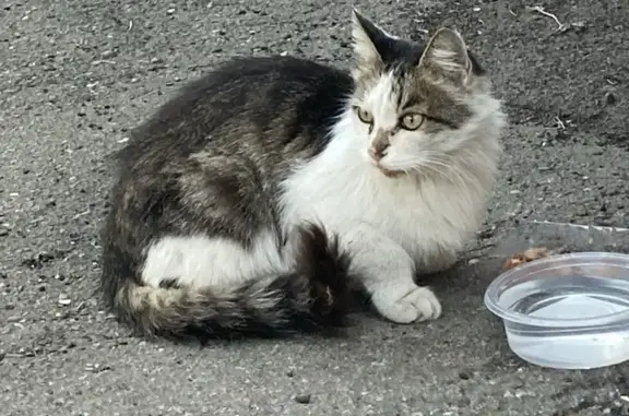 Объявления о пропавших и найденных животных, Хабаровск, фото: Найдена кошка, Хабаровск, Хабаровский край — во дворе дома ул. Ленинградская 10
