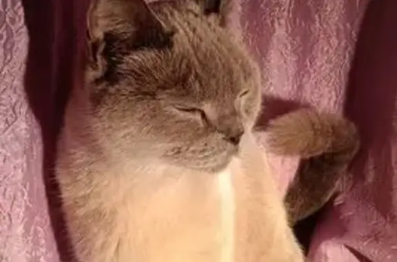 Объявления о пропавших и найденных животных, Хабаровск, фото: Найдена кошка, улица Воровского, 38, Хабаровск — окрас Blue Point, очень ласковая