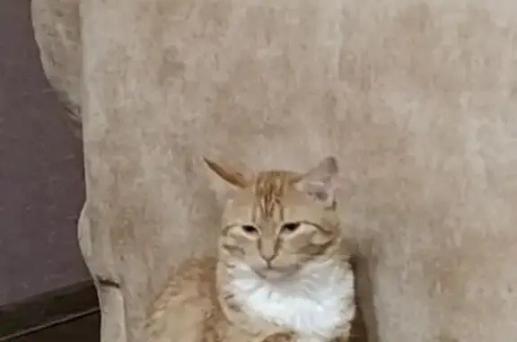 Кошки потеряшки, Заречный, фото: Потеряшка кошка, улица Энергетиков, Заречный — рыжая, в чёрном ошейнике с адресником