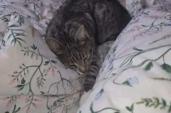 Пропала кошка, улица Котовского, 102, Карасук — кастрирован - photo