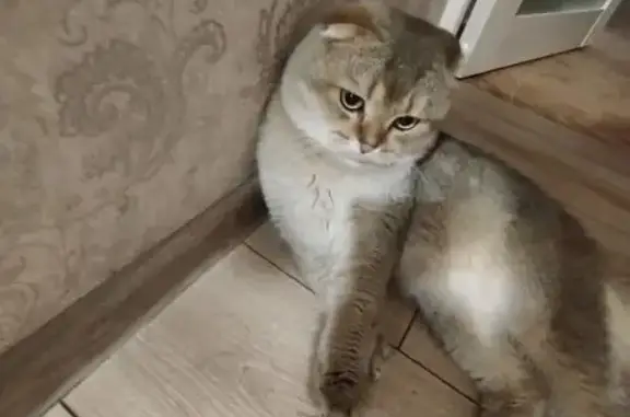 Пропала кошка, Лесной переулок, 22, Ильский — шотландский вислоухий - photo
