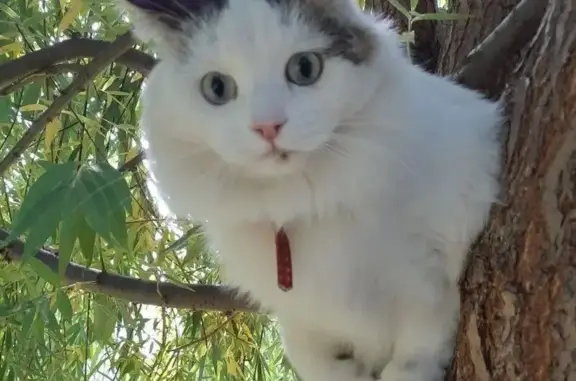 Кошки потеряшки, Екатеринбург, фото: Потеряшка кошка, Сиреневый бульвар, 4/2, Екатеринбург — белый с серыми пятнами