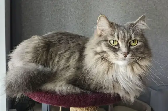 Потерянные животные Томск, фото: Пропала кошка, улица Мокрушина, 3, Томск — пушистая, дымчатого окраса с белой грудкой