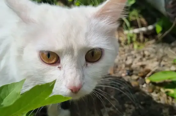 Найденные животные Чебоксары, фото: Найдена кошка, улица Патриса Лумумбы, 10А, Чебоксары — возле 30 школы, глубоко беременная