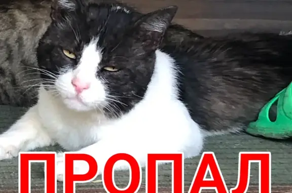 Пропала кошка, Революционная улица, Гиагинская — крупная, жёлтые глаза, розовый нос - photo