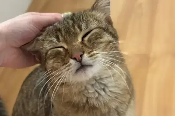 Найдена кошка, Медведево, фото: Найдена кошка, улица Терешковой, 21А, Медведево — ухоженная, чистая, когти пострижены