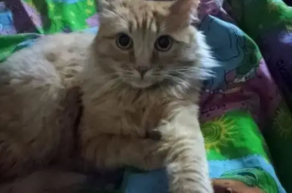 Пропала кошка, Северная улица, 3, Гусь-Хрустальный — рыжая, есть один чёрный ус - photo