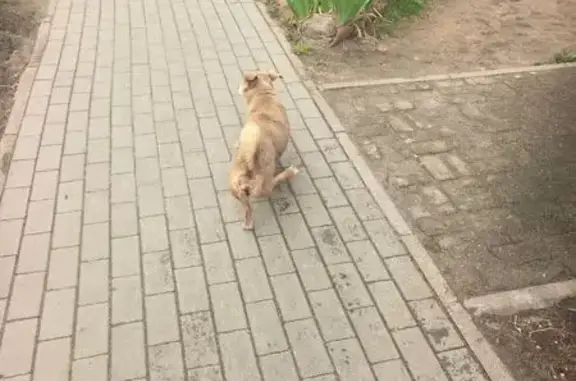 Найдена собака, Калининград, фото: Найдена собака, улица Баженова, 8, Калининград — маленькая, коричневая