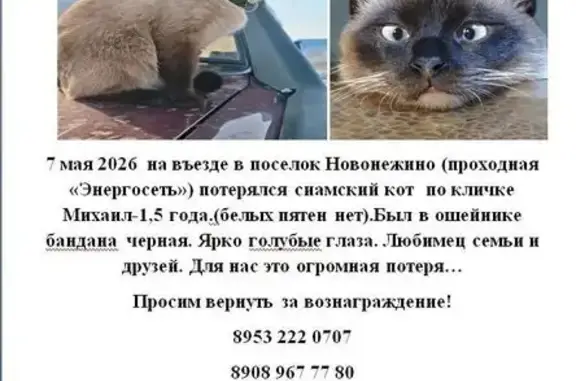 Пропала кошка, улица Авиаторов, Новонежино, Смоляниново — сиамский кот, голубые глаза, был в ошейнике-банданне - photo