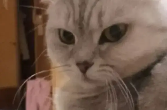 Пропала кошка, Первомайская улица, 5, Октябрьский — очень пугливая, серенькая спинка с полосками - photo