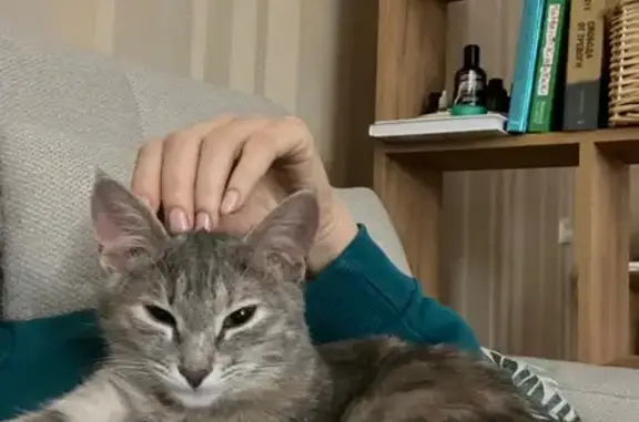 Пропала кошка, улица Королёва, 19, Обнинск — серая кошечка в розовой шлейке - photo