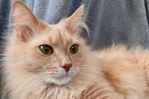 Пропала кошка, Переходная улица, Тула — очень пугливая, персиковый окрас - photo