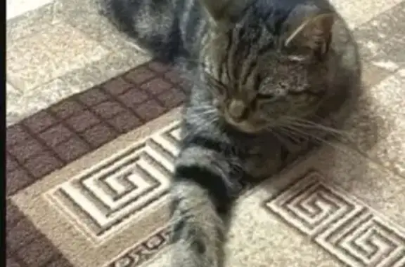 Пропала кошка, Кожиль, Удмуртия, Глазовский район - photo