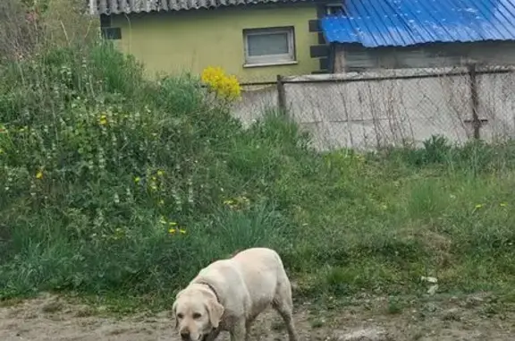 Найдена собака, Калининград, фото: Найдена собака, улица Тенистая Аллея, Калининград - бегает в районе пересечения с Северным обходом