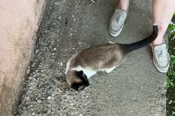 Найдена кошка, Астрахань, фото: Найдена кошка, переулок Пржевальского, 6, Астрахань — сиамская, всё время кричит