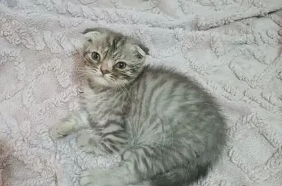 Найденные животные Средняя Ахтуба, фото: Найдена кошка, 20, городское поселение Средняя Ахтуба, Средняя Ахтуба — поломана лапка, чихает, больные глаза