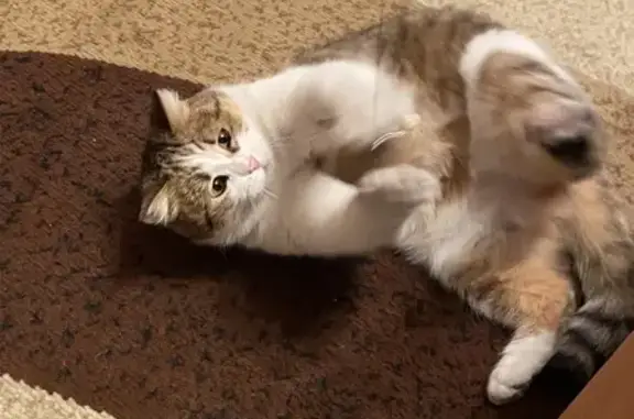 Кошки потеряшки, Кемерово, фото: Потеряшка кошка, Артиллерийская улица, 11, Кемерово — домашняя, очень пугливая