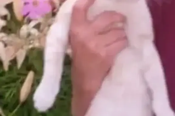 Пропала кошка, Енисейская улица, 2, Лесосибирск — пораненно левое ушко сверху - photo
