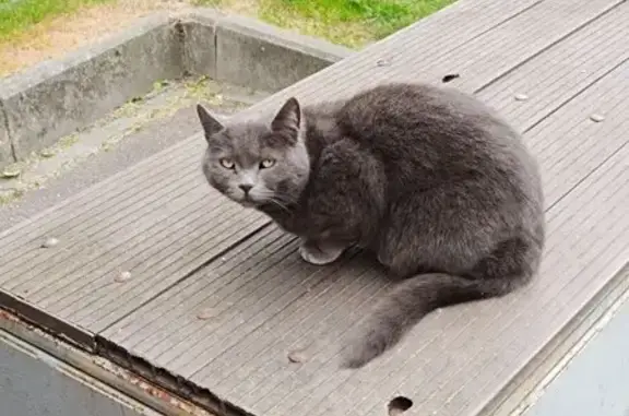 Найдена кошка, Калининград, фото: Найдена кошка, улица Куйбышева, 42, Калининград — ласковая, залезает на коленки