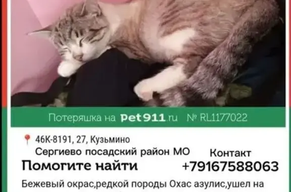 Кошки потеряшки, Кузьмино, фото: Потеряшка кошка, 46К-8191, 27, Кузьмино, Кузьмино — редкой породы Охас азулис, кличка Беляш