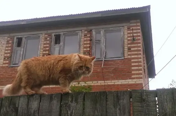 Пропала кошка, Садовниково, Машутино — рыжая, пушистая, кличка Семён - photo