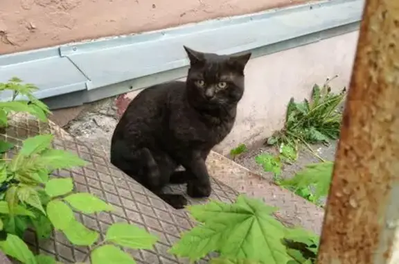 Найдена кошка, проспект Ленина...
