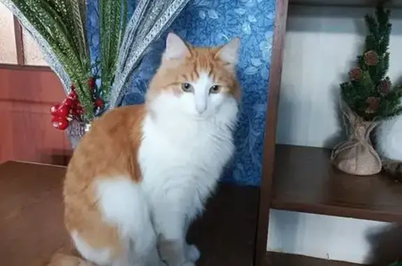 Кошки потеряшки, Заброды, фото: Потеряшка кошка, Заброды, Воронежская область