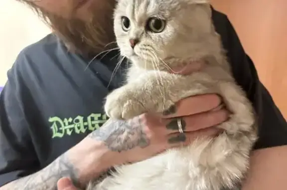 Найдена кошка, Гатчинская улиц...