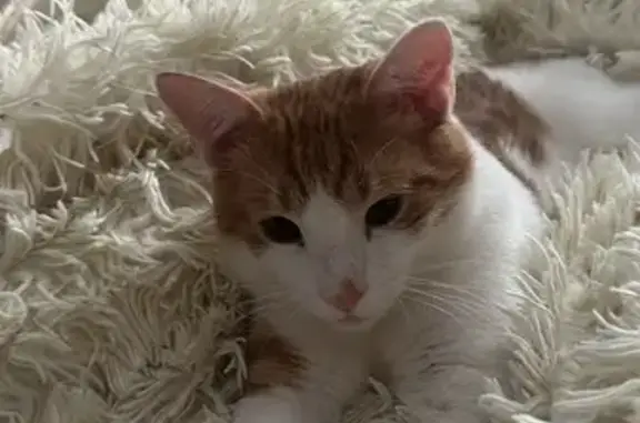 Пропала кошка, 3-я Заповедная улица, Казань — кот рыжик, 1 год - photo
