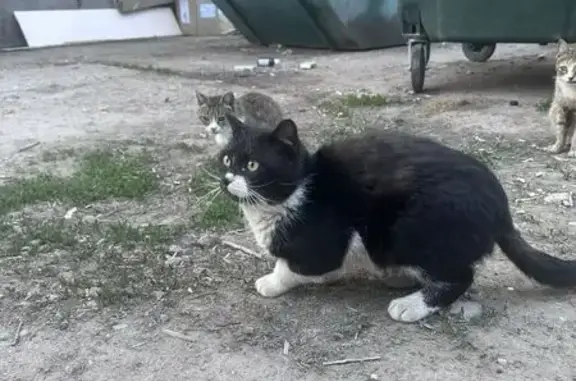 Найдена кошка, Невский парклес...