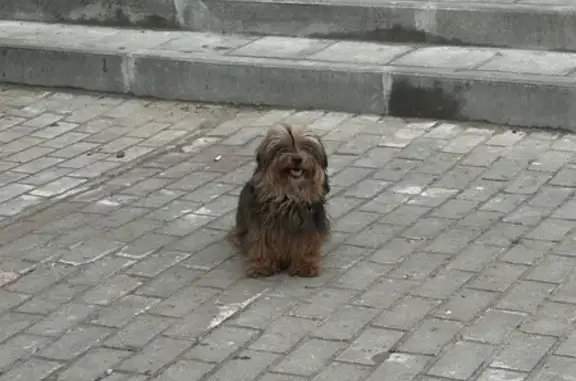 Найдена собака, улица 3-го Инт...