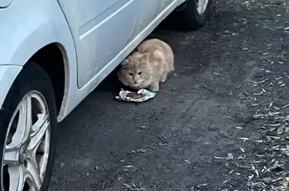 Найдена кошка, Красная улица,...