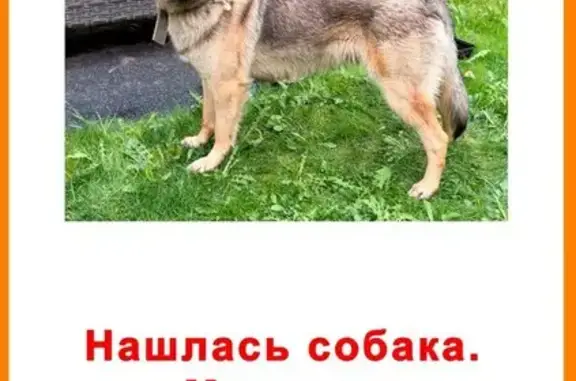 Поиск домашних животных, фото: Найдена собака, Рублёво-Успенское шоссе, 105, Одинцовский — молодой кобель, похож на овчарку с дворнягой