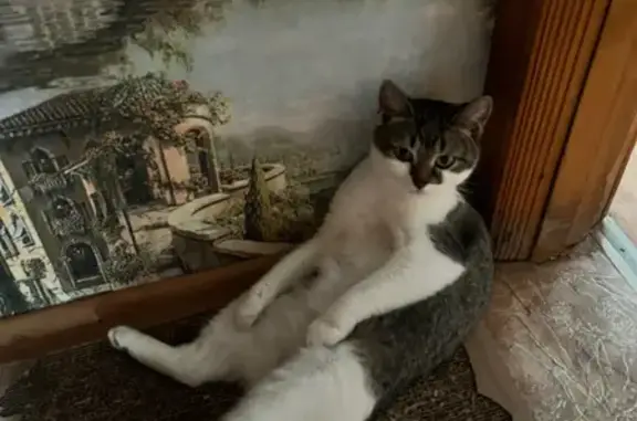 Пропала кошка, улица Косарева, 21, Саранск — по кличке Маргоша - photo