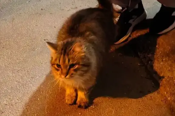 Найдена кошка, улица Турку, Са...
