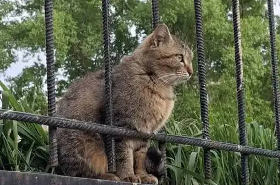 Найдена кошка, Верх-Исетский р...