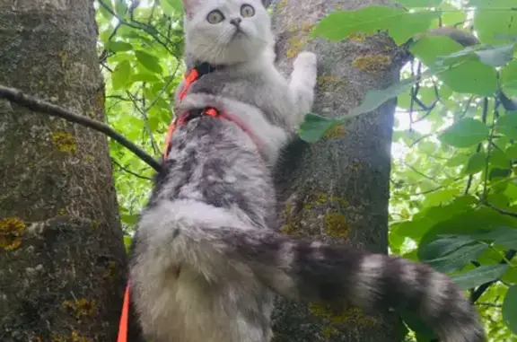 Пропала кошка, Лесная улица, Дубовое — отзывается на Шаня, Шанель - photo