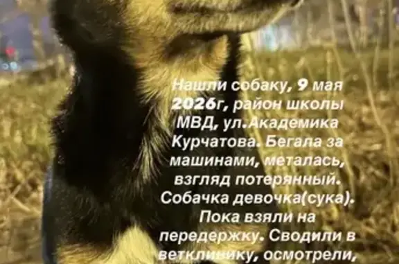 Найденные животные Иркутск, фото: Найдена собака, девочка, улица Академика Курчатова, Иркутск — район школы МВД, 2 года