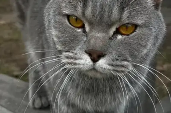 Найдена кошка, Красноярск, фото: Найдена кошка, Свободный проспект, 74Д/12, Красноярск — очень ласковая, сильно худая