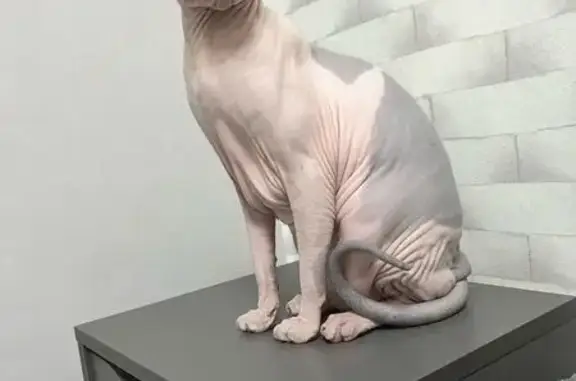 Объявления о пропавших и найденных животных, Кострома, фото: Пропала кошка, Водяная улица, 36, Кострома — донской сфинкс, кличка Лео