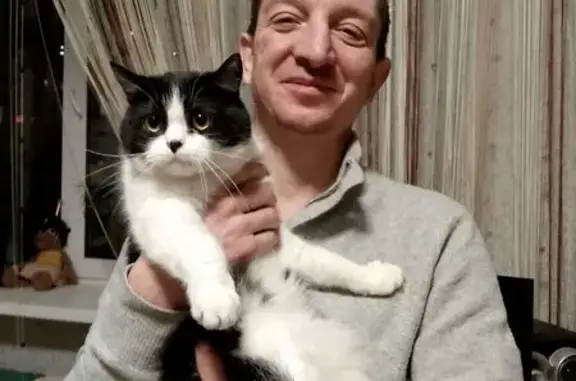 Пропала кошка, улица Левашова, 27, Раменское — чёрно-белая, с салатовым ошейником, домашняя - photo