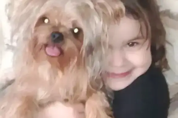 Пропала собака, улица Воронова, 12Б, Красноярск — йоркский терьер, кличка Гоша - photo