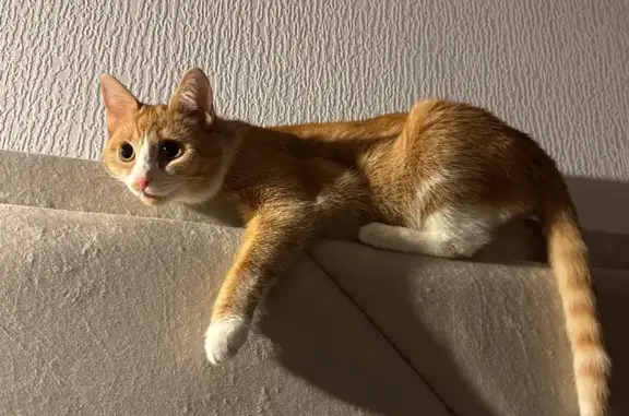 Потерянные животные Сургут, фото: Пропала кошка, улица Ивана Захарова, 5, Сургут — рыжая с белым брюшком, очень нежная и добрая