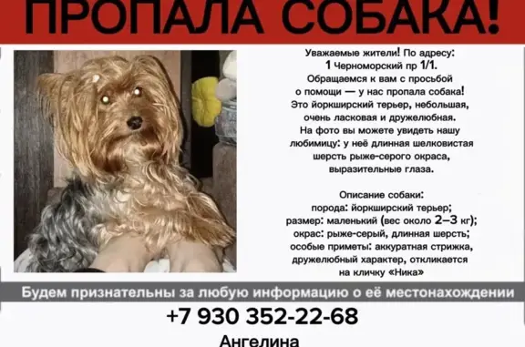 Пропала собака, 1-й Черноморский проезд, 1, Краснодар — девочка йоркширский терьер, метка на животике - photo