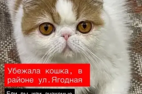Объявления о пропавших и найденных животных, Курск, фото: Пропала кошка, Ягодная улица, 43, Курск — белая, с рыжими пятнышками и лапками